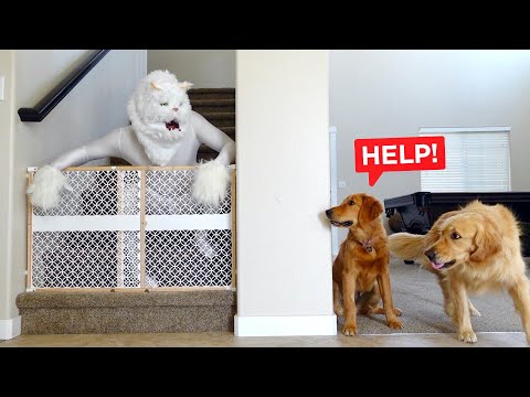 Scary Cat Pranks My Dogs!