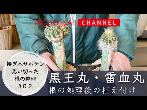 【接ぎ木サボテン思い切った根の整理#02】根の処理後の植え付け【黒王丸・雷血丸】