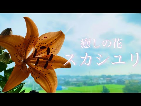 【石田がゆく第４回】村の花｢スカシユリ｣について調査してみた！