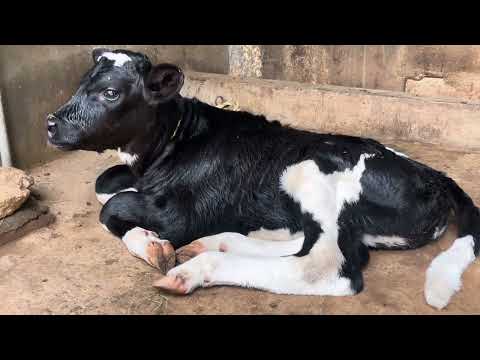 New born calf #cow #cowvideos #littlecow #newbornbaby