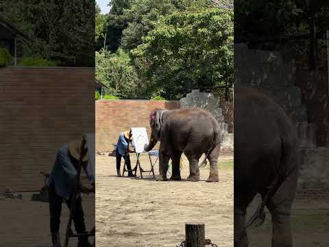 ぞうさんのパフォーマンスタイム / Elephant Performance Time (Shorts 4)-市原ぞうの国 / ICHIHARA Elephant Kingdom (2024/9/6)