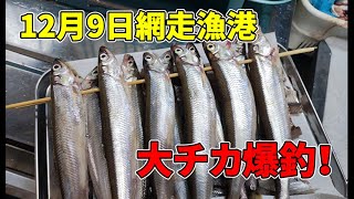 網走漁港で大チカ爆釣！撒き餌がなくても釣れるサビキの種類は？