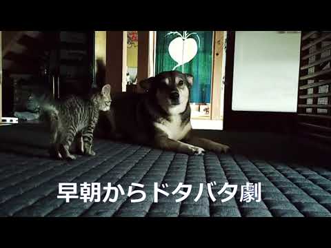 瞬間移動する仔猫