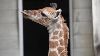 【東山動植物園公式】キリンの赤ちゃん走る 《 アミメキリン　キリン 》