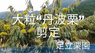 大粒“丹波栗”剪定