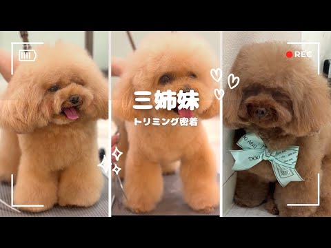 クリスマスにトイプードル三姉妹がやってきた　／The three toy poodle sisters came for Christmas