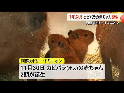 めっちゃかわいい！　カピバラの赤ちゃん ２頭生まれる【熊本】 (24/12/24 19:00)