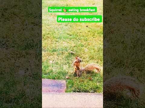 Squirrel eating breakfast #ytshorts #trending #squrrel #ai #usa #india #animalshorts #animalsong