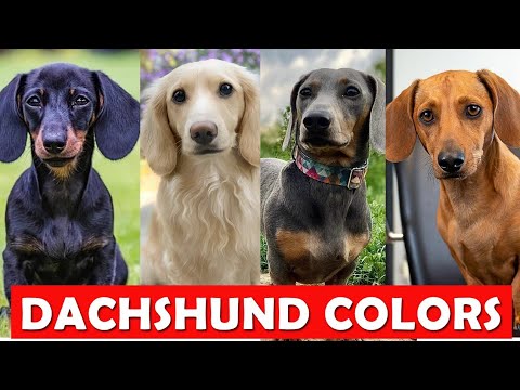 Dachshund Colors: A Guide on Picking the Right Coat Color