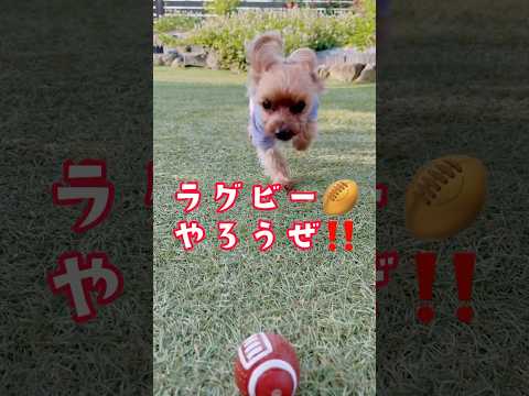 朝6時。ラグビー🏉の朝練🐶✨