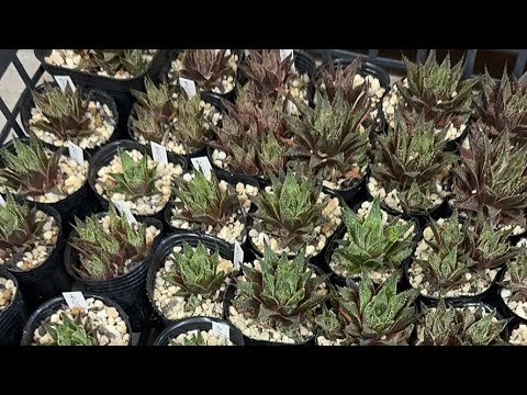 【多肉植物】ハオルチア植え替え雑談　2024.07.26