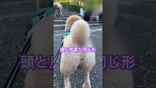 頭と尻尾同じ形状【羊カット】