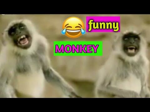 funny monkey compilation | animal funny videos