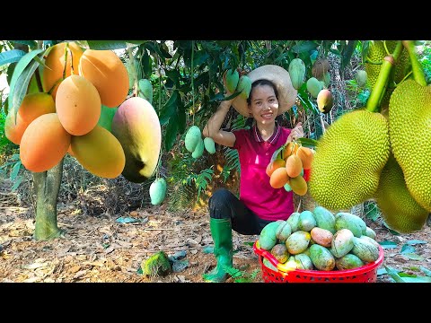 Harvesting mango - jackfruit - longan garden - Life when husband is not at home | Mai Nha Tranh