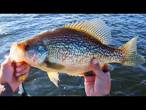 GIANTS! Using LIVESCOPE XR to hunt down CRAPPIE- He broke his PB TWICE!