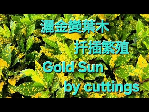 灑金變葉木扦插繁殖 Gold Sun by cuttings