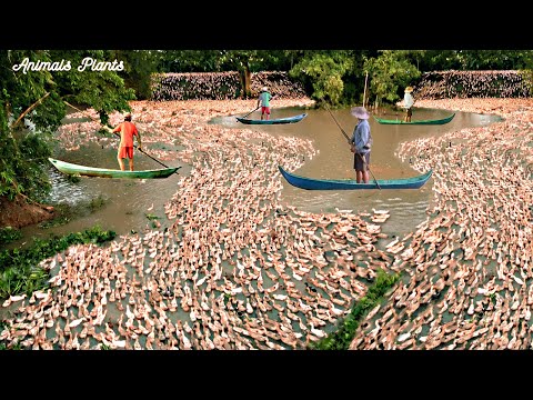 The Duck | The largest flock of ducks in Vietnam is free-range.24-hour diary of laying ducks 1.