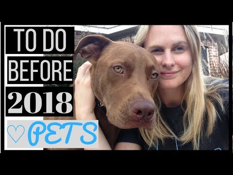 5 Ways to IMPROVE Your DOG'S LIFE | How to Make Your Dog Happy