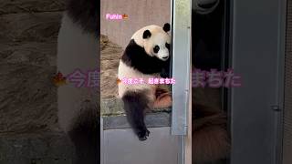 Panda Fuhin :A digest of the cute appearance of Fuhin taking a 15-minute nap #shorts #panda #animals