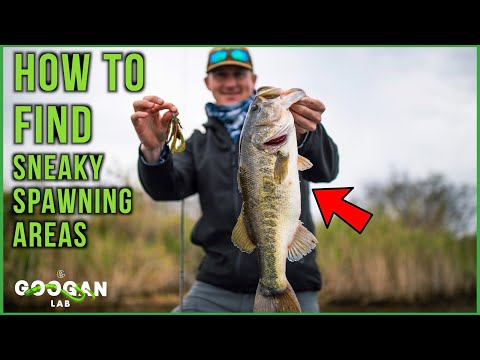 HOW TO FIND Sneaky SPAWNING AREAS! ( Bass Fishing Tips )