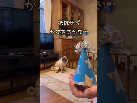 誕生日のドンに手作りの帽子かぶせたい🙋🏻‍♂️‼️ #パグ #pug #パグのいる家