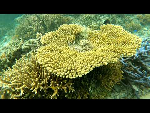 石垣島吉原海岸ALOALOビーチ、珊瑚パラダイス