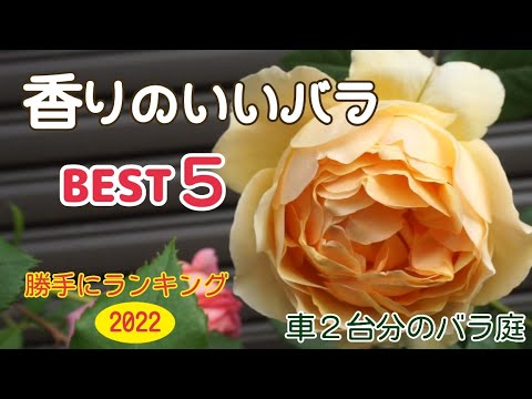 【超主観】香りの良い🌹ランキング【車２台分のバラ庭】