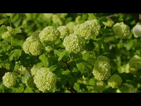 nature footage: Viburnum opulus