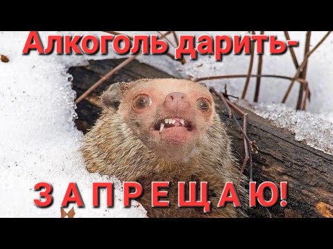 ❗️МОБИЛИЗАЦИЯ и война с НАТО. ✅️Запрет дарить алкоголь. ❓️Тайное место для уклонистов ЕПП