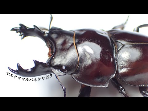 【秘境の珍種】ヤエヤママルバネクワガタの繭玉成虫割り出し【クワガタ飼育】