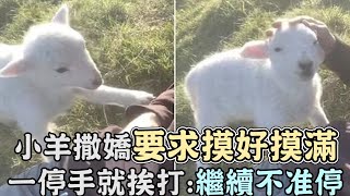 小羊撒嬌要求摸好摸滿,爸爸一停手就挨打：繼續不准停