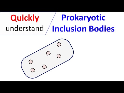 Prokaryotic inclusion bodies