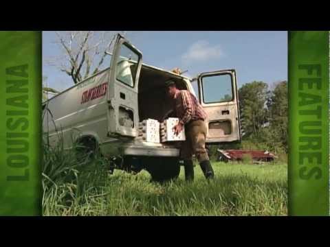 Morrow Farms harvesting berries (2002)