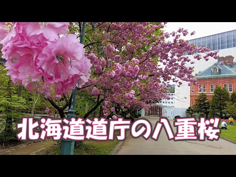 北海道庁の八重桜2023/5/8