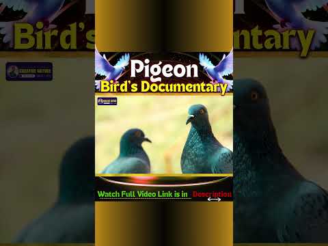 Watch Full Video on Pigeon Bird's Documentary | Creative Nature #birds #pigeon