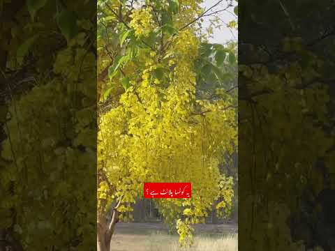 #cassiafistula #cassia  #yellow #love  #viral #pakistan #t20worldcup2024 #trending #fpy #eid #fruit