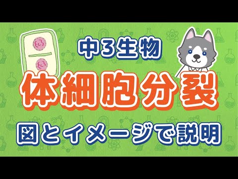 中3理科『体細胞分裂と染色体の数』