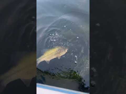 Largemouth Bass Release! #beginnerfishing #bassfishing #shorts