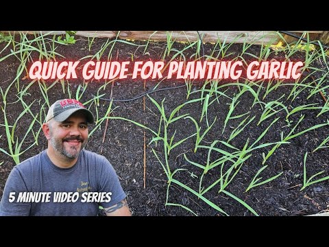 Tuesday Growing Tip: Properly Planting Garlic || DHBG