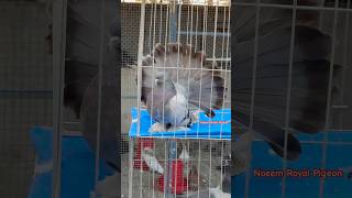 Beautiful Fancy Pigeon Video | Indian Fantail Pigeon #shorts #shortsfeed