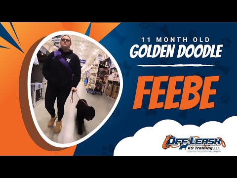 Golden Doodle , 11 Month Old, Feebe | Two Week BNT| Best Dog Trainers Northern VA |  Off Leash K9