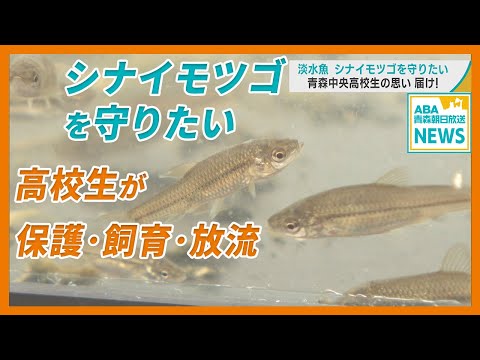 淡水魚・シナイモツゴ を守りたい　青森市の高校生が稚魚放流　「絶滅危惧種を減らしていけたら」