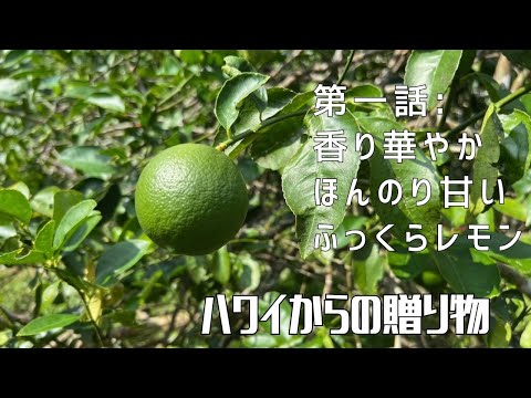 【第一話】ルーツは異国との古い絆！ 〜 ハワイからの贈り物 〜