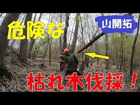 【山開拓】伐採の動画を撮影してたらまさかの…