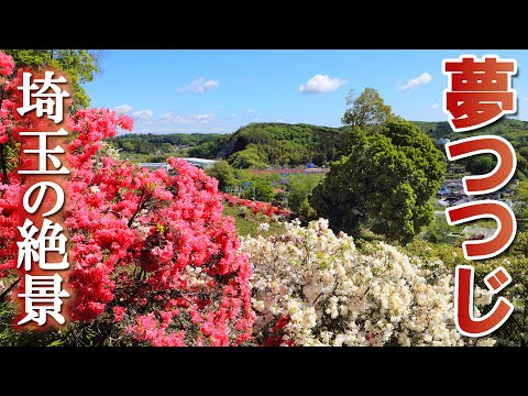 【絶景】初夏の埼玉つつじスポット/今日の一品/五大尊つつじ公園/おしゃもじ山公園/埼玉観光旅行vlog