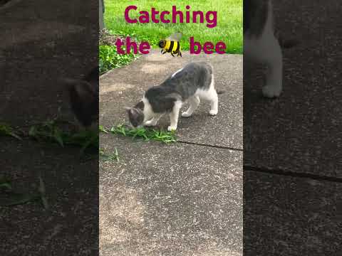 Cat vs. Bee Showdown: Kitty's Epic Quest to Catch the Buzz!