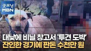 대낮에 비닐 창고서 '투견 도박'…잔인한 경기에 판돈 수천만 원 [굿모닝 MBN]