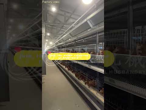 Factory Direct Sale Laying Hens Battery Cage Chicken Cages with Automatic Feeding Line