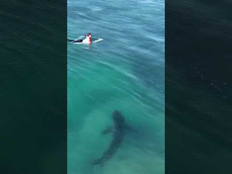 Surfers have no idea a Great White Shark is below them