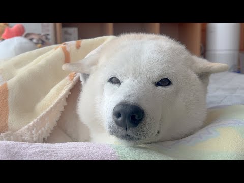 柴犬あいちゃんの動画をきっかけに柴犬を好きになったくれた人へ